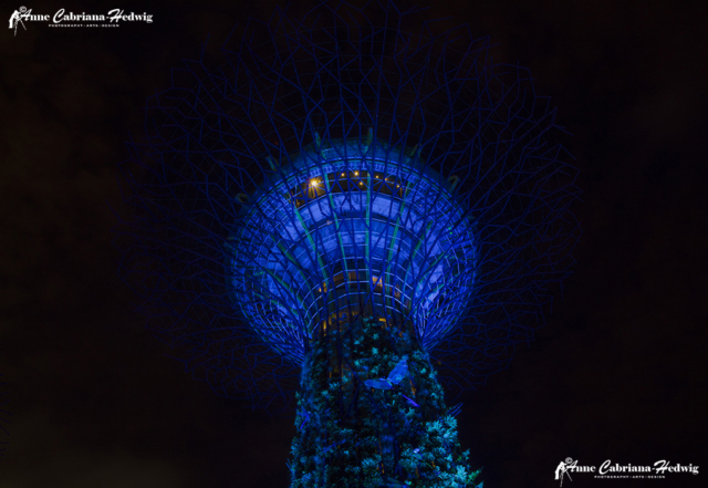 Singapore 1 Supertree Gardens by the bay