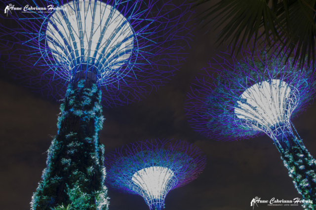 Singapore 3 supertrees Gardens by the Bay