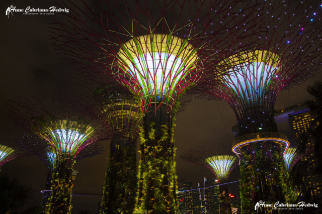 Singapore supertrees Gardens by the bay